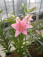 [1811 Pardini No02.JPG]